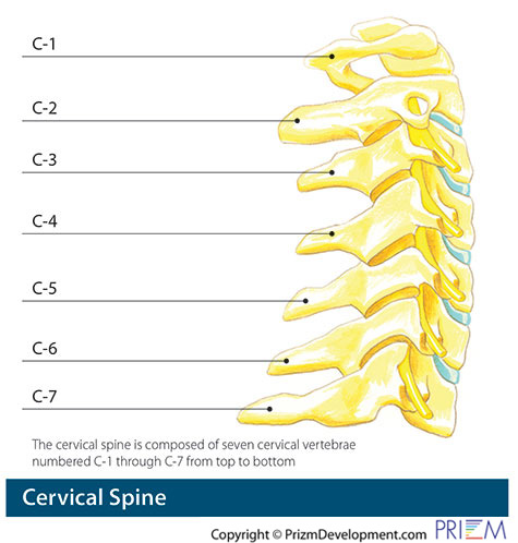 cervical spine