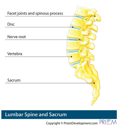 lumbar spine