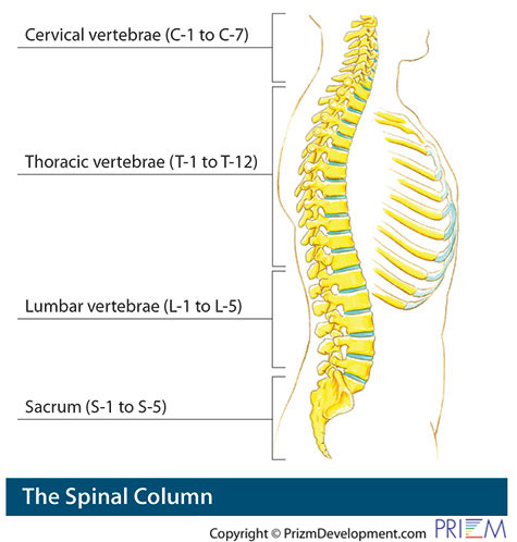 spinal column